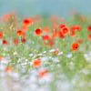 Mohnblüten zwischen Kamilleblüten von Daniela Beyer