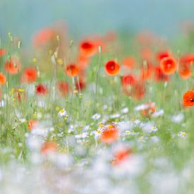 Poppy blossoms between camomile blossoms by Daniela Beyer