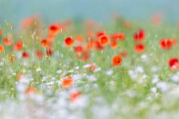 Poppy blossoms between camomile blossoms