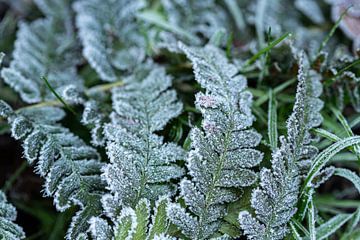 Wintermantel van de natuur van Nicole Schmidt