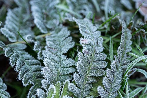 Wintermantel van de natuur