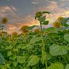 Sunflowers by Tonny Verhulst