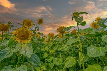 Sunflowers