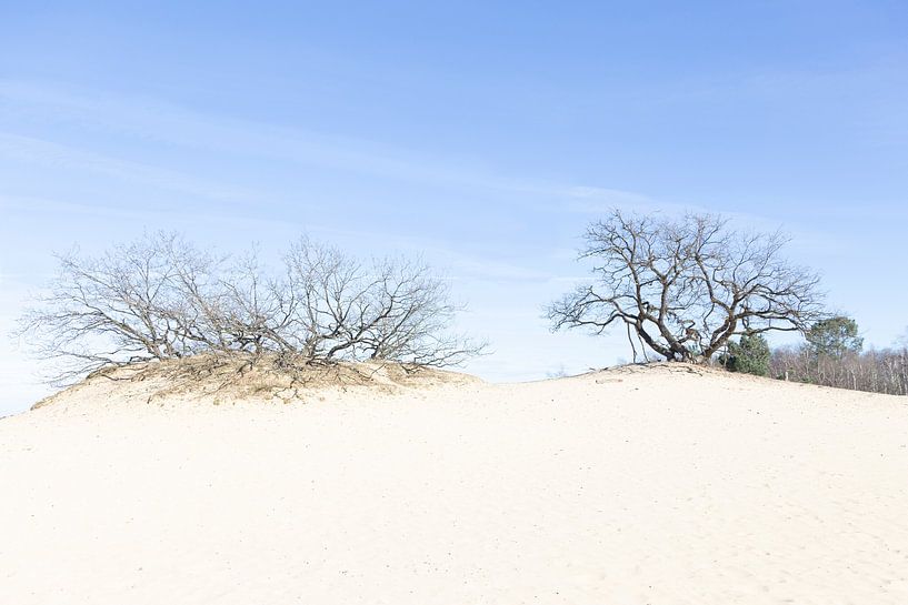 Dunes by Paul Arts