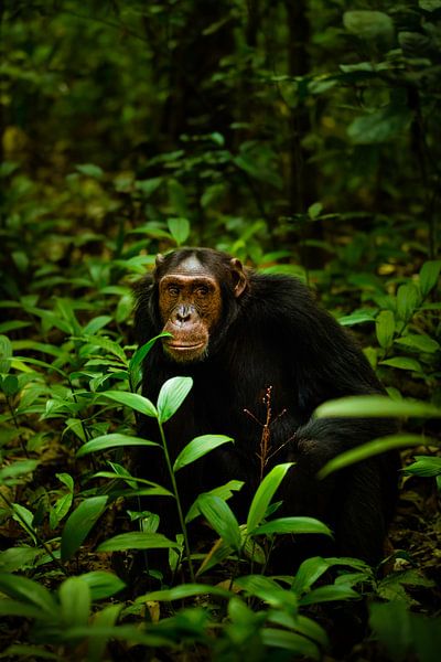 Portrait d'un chimpanzé par Gunter Nuyts
