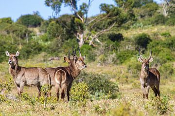  Waterbucks sur Friedhelm Peters