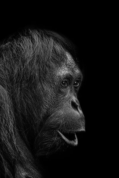 Orang-Utan auf dunklem Hintergrund, ein kraftvolles Porträt in Schwarz-Weiß von Ron Meijer Photo-Art