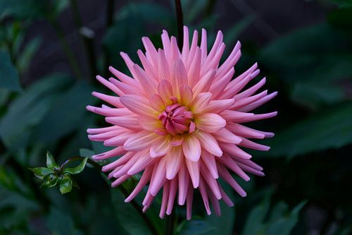Bloeiende dahlia