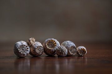 Modern still life with dried poppy seed pods by John van de Gazelle fotografie