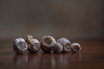 Modern stilleven met gedroogde papaver zaaddozen van John van de Gazelle fotografie