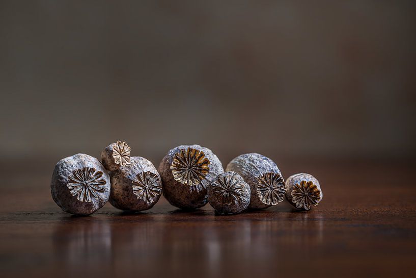 Nature morte moderne avec des cosses de graines de pavot séchées par John van de Gazelle fotografie