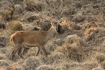 Rotwild in der goldenen Stunde