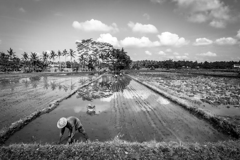 Rijstveld op Bali. van Mariëlle Debrichy