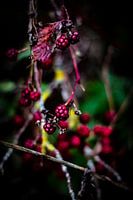 Blackberries