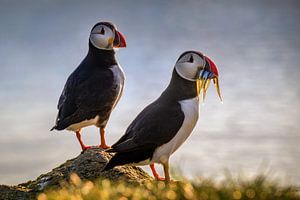 Färöer Papageientaucher