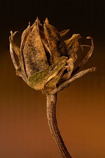 Nature art by Klaartje Majoor