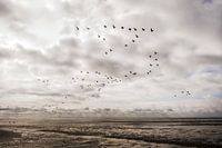 Fliegende Vögel über dem Strand von Ameland