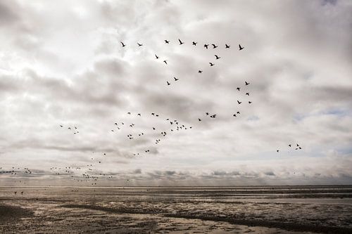 Flying birds above the beach of Ameland