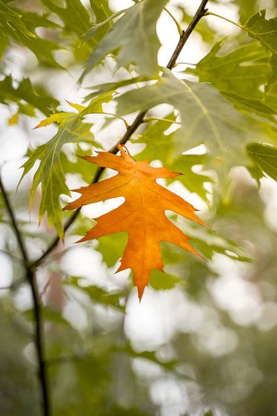 Autumn leaf on branch by Bas Leroy