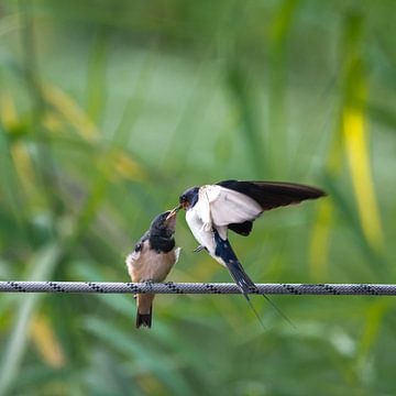 Swallow Feeding by Tobias Luxberg