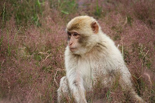 Portret berberaap (Macaca sylvanus), zittend, in profiel