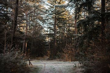 Winters wandelpad voor Landgoed Junne van Holly Klein Oonk