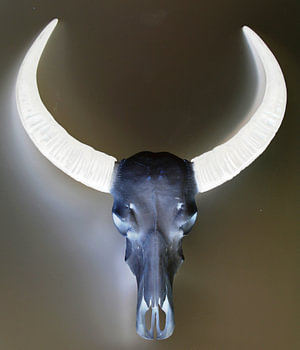 bubalis