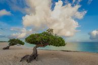 Divi Trees van Bart Hendrix thumbnail