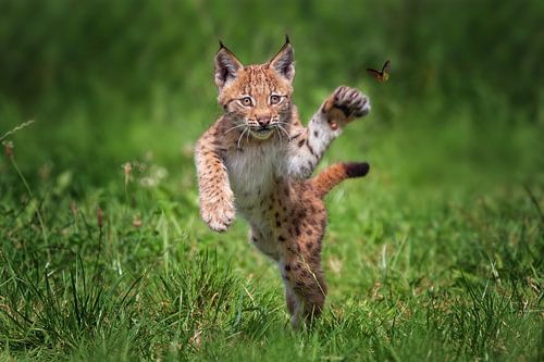 Lynx kitten