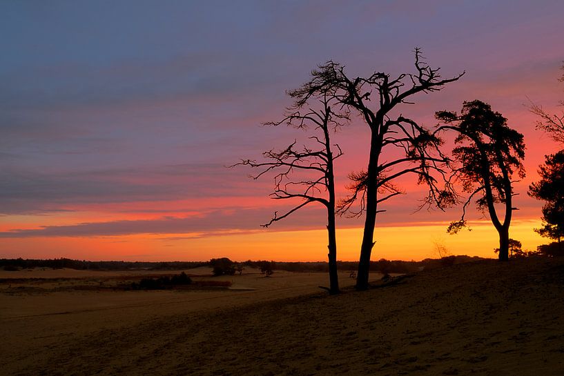 Sonnenaufgang im National Park de Loonse en Drunense Dünen von Henk Elshout