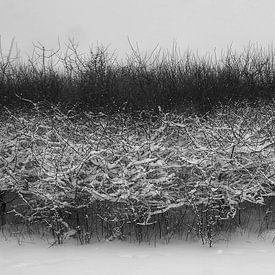 Schnee vor den Bäumen in Schwarz und Weiß von Tesstbeeld Fotografie