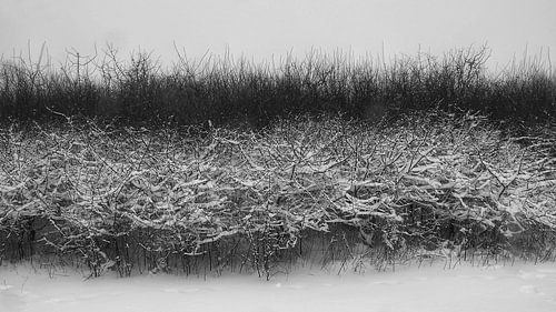 Neige contre les arbres en noir et blanc sur Tesstbeeld Fotografie