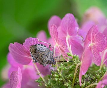 Leerwants op roze hortensiabloemen van ManfredFotos