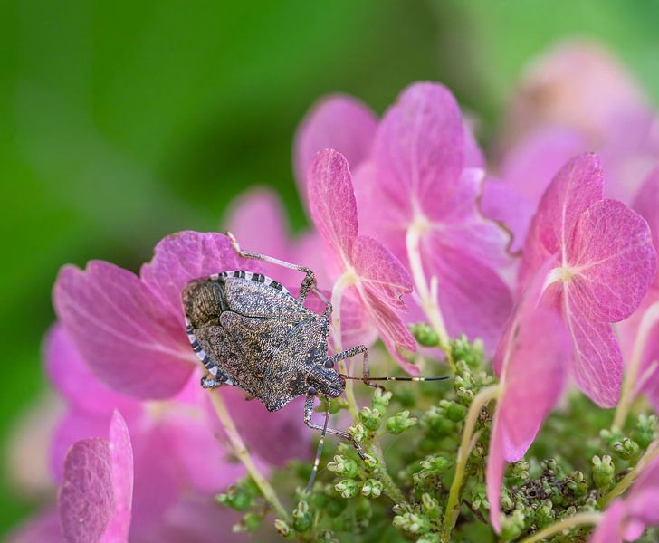 Leather bug on pink hydrangea flowers by ManfredFotos