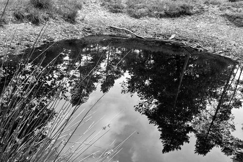 The pond in the forest.