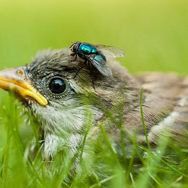 2 dikke vriendjes sur Mees van den Ekart