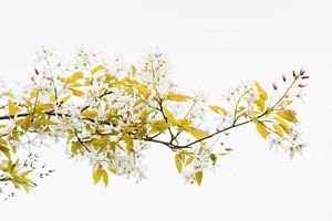 Blüte in hoher Tonart