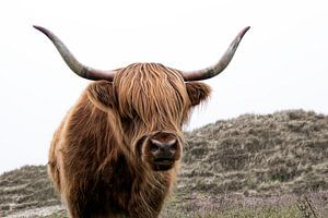 Un highlander écossais dans les dunes