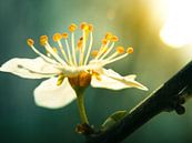 Fleur de cerisier / fleur / pétales / fleur / jaune / orange / blanc / vert / chaud / lumière du sol par Art By Dominic Aperçu