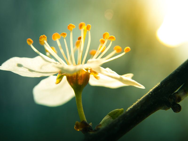 Fleur de cerisier / fleur / pétales / fleur / jaune / orange / blanc / vert / chaud / lumière du sol par Art By Dominic