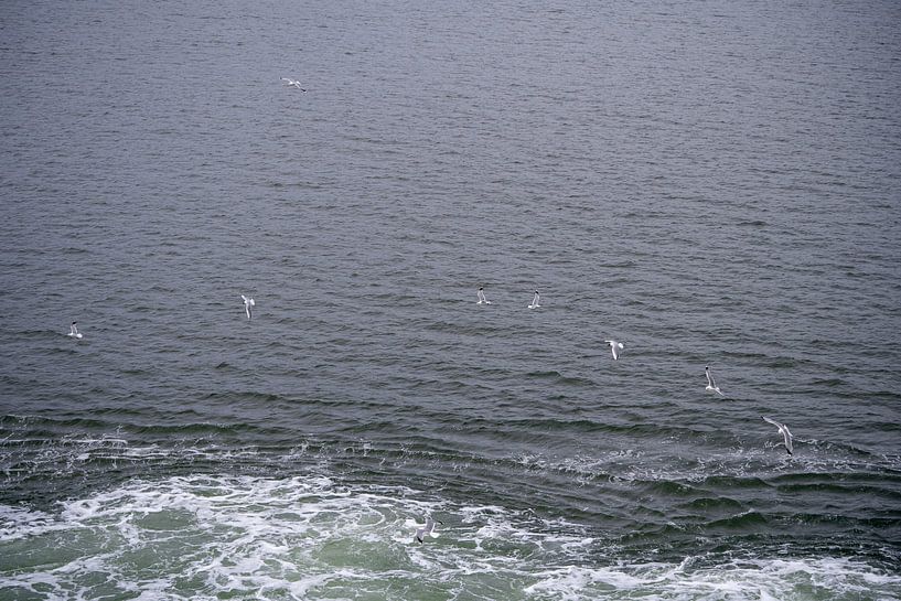 Mouettes volant au-dessus de la mer, vue d'en haut. par Helga Golubew