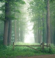 Fris groen bos