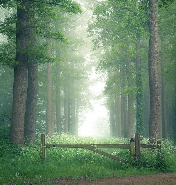 Forêt verte et fraîche par Theo van Veenendaal