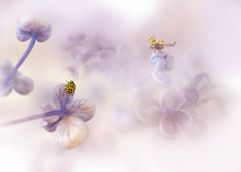 Hello there... by Ellen van Deelen