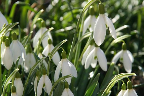 Een mooi klokkenspel