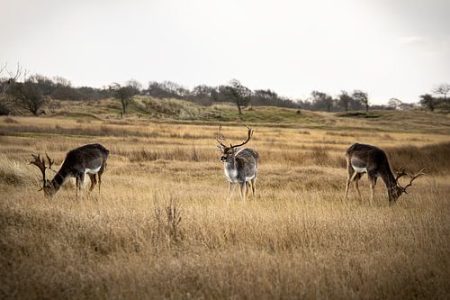 Three deer in the AWD