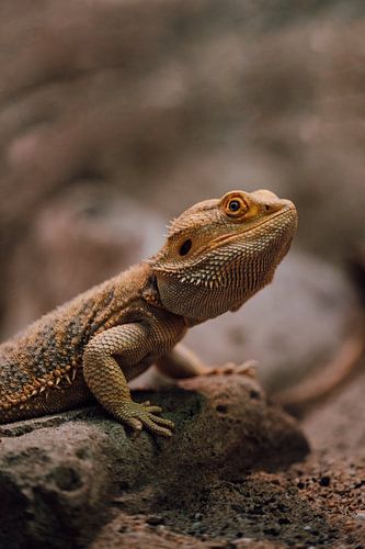 Bearded Dragon in Natural Habitat