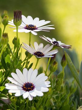 Marguerites espagnoles sur René Weijers