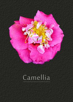 Camellia  van Leopold Brix