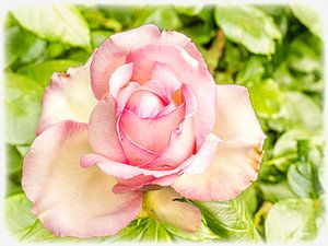 Zarte Blüte Rose